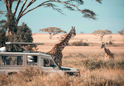 2 Days 1 Night Selous Safari From Zanzibar