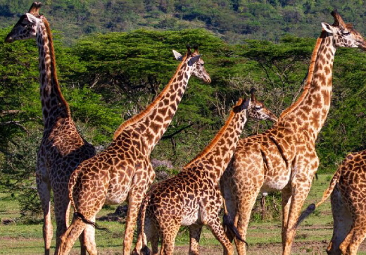 3 Days 2 Nights Serengeti Safari From Zanzibar
