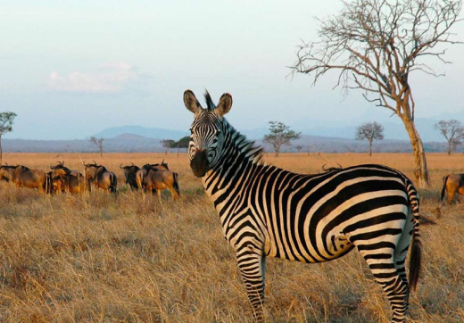 3 Days 2 Nights Serengeti Safari & Balloon From Zanzibar