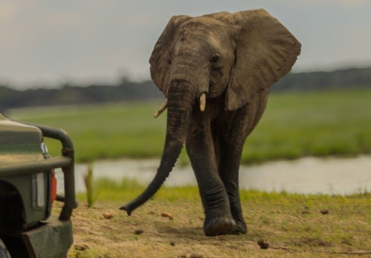 3 Days 2 Nights Serengeti Safari & Balloon From Zanzibar