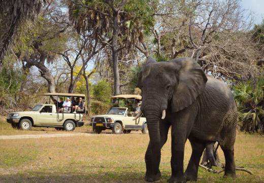 2 Days 1 Night Selous Safari From Zanzibar