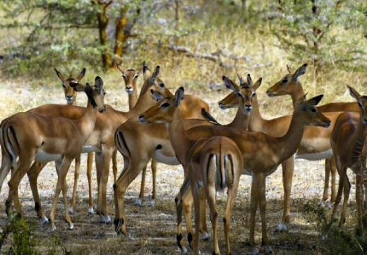 2 Days 1 Night Ngorongoro Crater Safari From Zanzibar