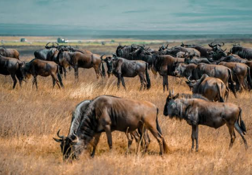 2 Days 1 Night Tarangire & Lake Manyara Safari