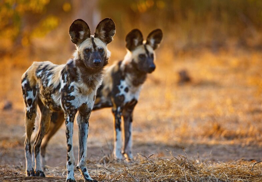 2 Days 1 Night Mikumi Safari From Zanzibar